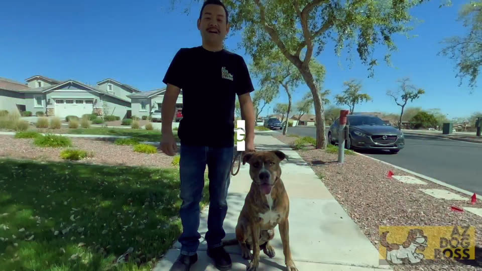 FUN-L client story video for AZ Dog Boss